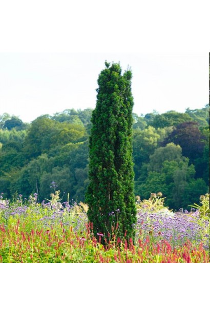 Тис Фастігіата Робуста — густий вічнозелений чагарник.